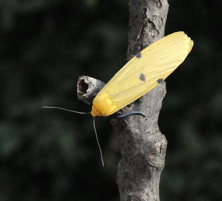 Arctidae di Pogno